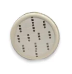 Світлодіодна лампа з цоколем 1156 BA15d P21W COB 12V Червона - Зображення 4